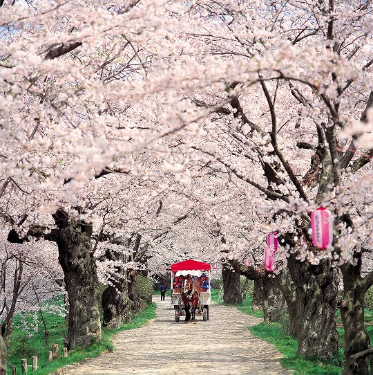 Cseresznyevirágzás, Japán