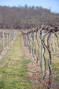Az alkohol nyomában: Brandywine Valley Wine Trail, Pennsylvania